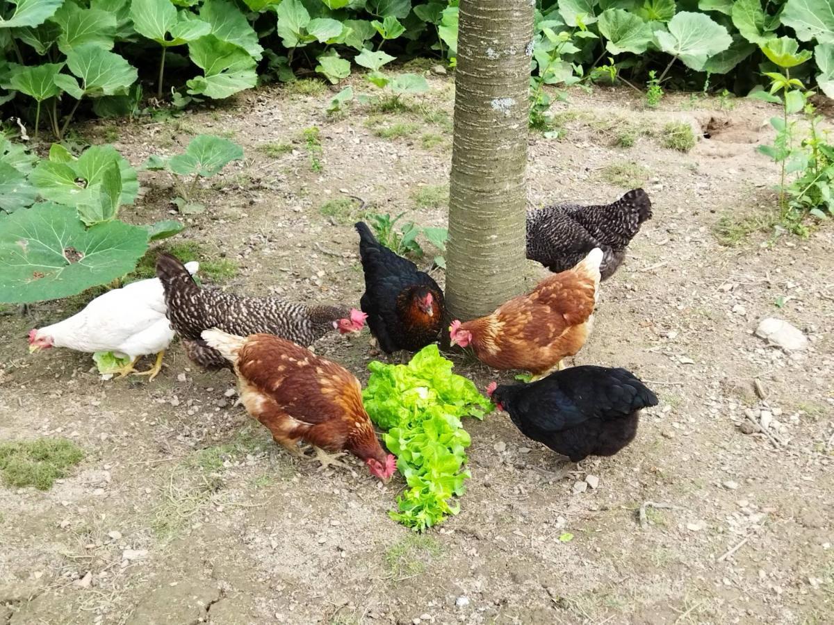 Chalupa Pod Klepacem Králíky Buitenkant foto